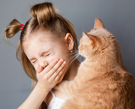 Perché siamo allergici ai gatti I sintomi e i rimedi Frontline